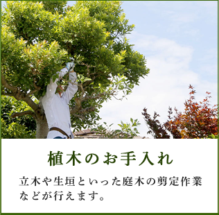 植木のお手入れ